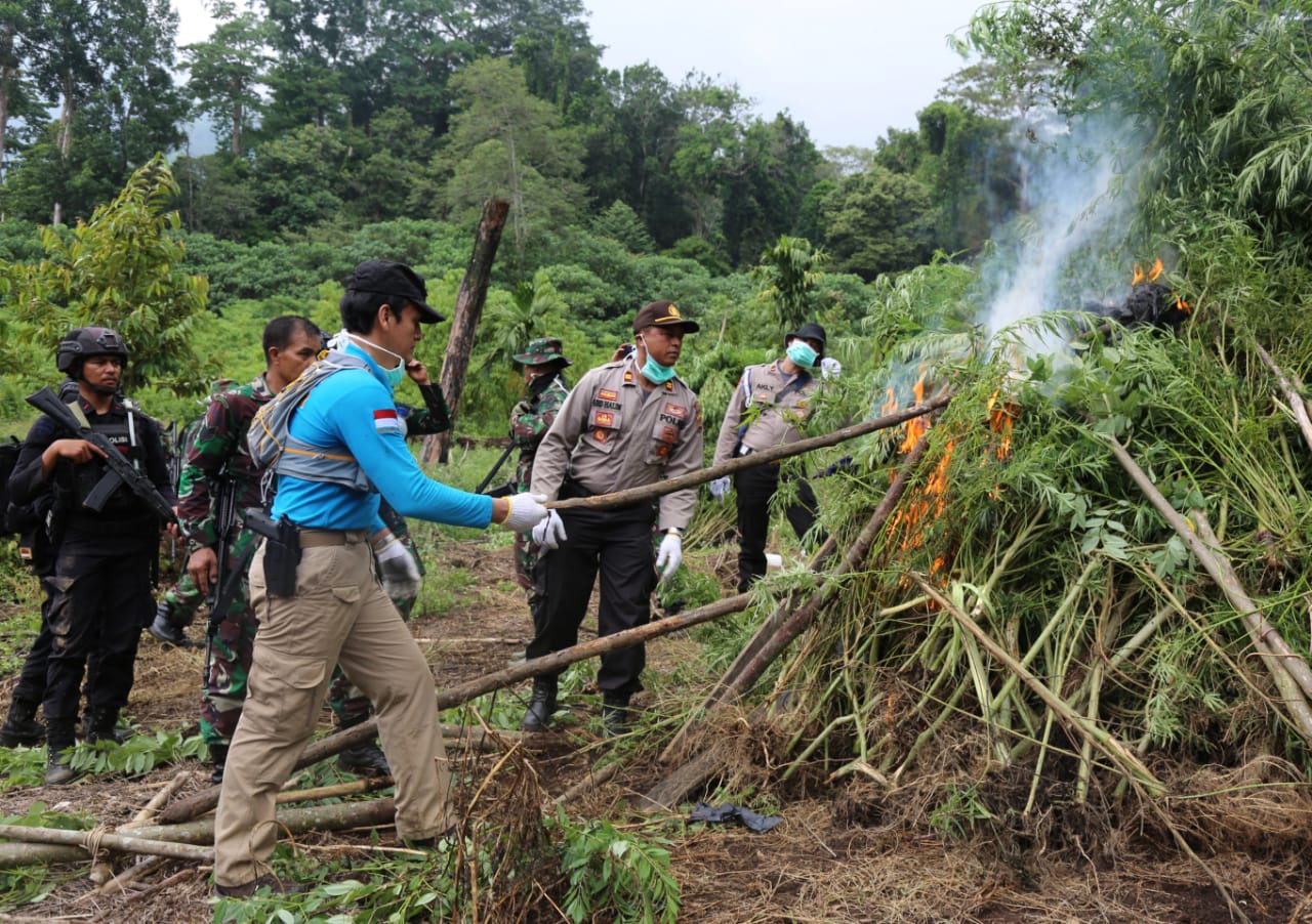 BNN Musnahkan 1 Hektar Lahan Ganja di Aceh Besar