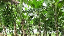 Nagan Raya Kembangkan Budidaya Pisang pengganti Kelapa Sawit