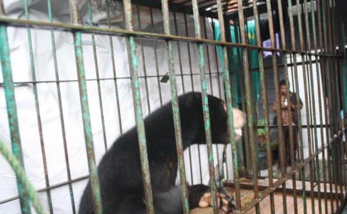 Polres Aceh Barat Gagalkan Perdagangan Satwa Langka