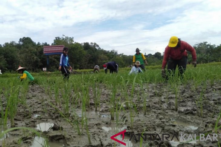 Kabupaten Landak Kembang Jenis Bibit Padi Lokal