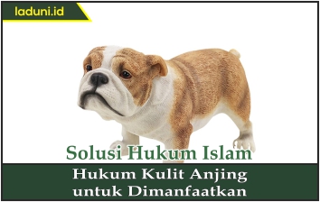 Hukum Kulit Anjing untuk Dimanfaatkan