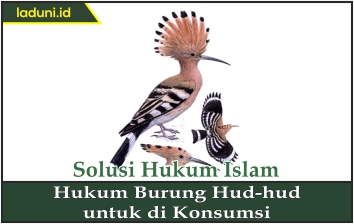 Hukum Burung Hud-hud untuk Dikonsumsi