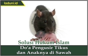 Do'a Pengusir Tikus dan Anaknya di Sawah