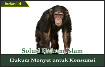 Hukum Monyet untuk Konsumsi