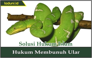 Hukum Membunuh Ular