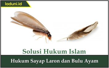 Hukum Sayap Laron dan Bulu Ayam