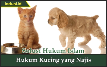 Hukum Kucing yang Najis