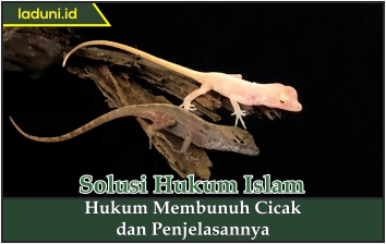 Hukum Membunuh Cicak dan Penjelasannya