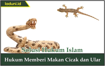 Hukum Memberi Makan Cicak dan Ular