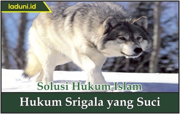 Hukum Srigala yang Suci