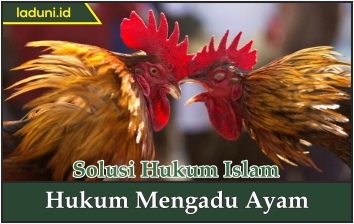 Hukum Mengadu Ayam