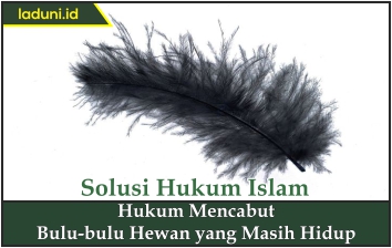 Hukum Mencabut Bulu-bulu Hewan yang Masih Hidup