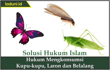 Hukum Mengkonsumsi Kupu-kupu, Laron dan Belalang