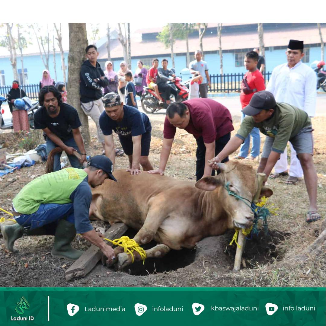 Tata Cara Penyembelihan Hewan Qurban