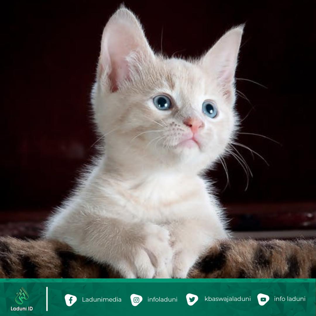 Kucing di Tempat Shalat