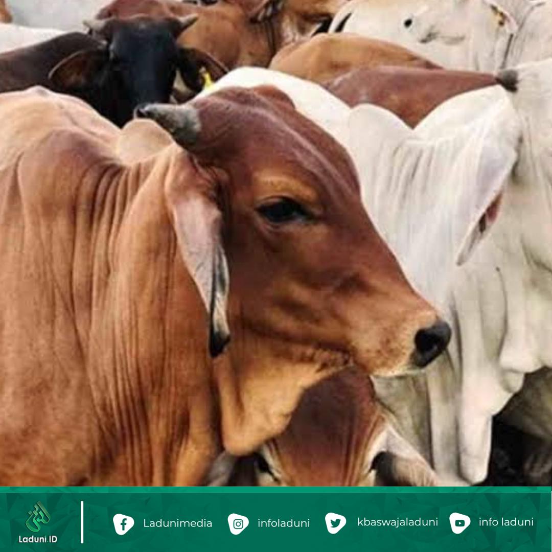 Berqurban Jangan Nunggu Mampu, Qurban Butuh Ketulusan