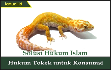 Hukum Tokek untuk Konsumsi