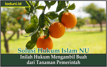 Inilah Hukum Mengambil Buah dari Tanaman Pemerintah