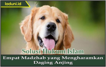 Empat Madzhab yang Mengharamkan Daging Anjing