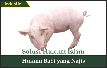 Hukum Babi yang Najis