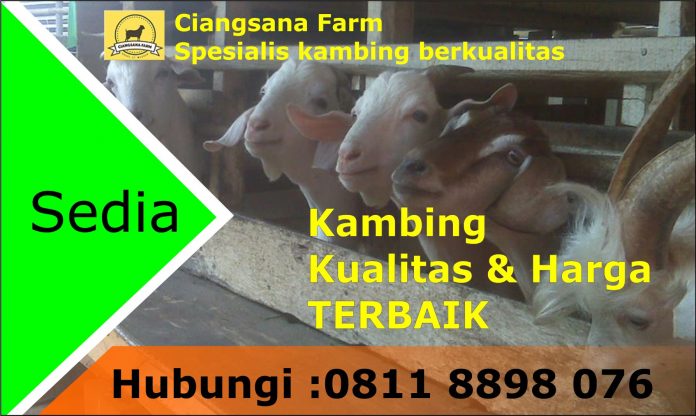 Ciangsana Farm Sediakan Kambing Qurban Wilayah Jabodetabek