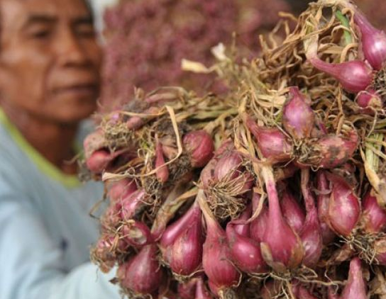 Budidaya Bawang Merah Organik Bantul sangat Menggembirakan