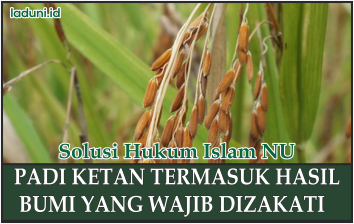 Penjelasan Padi Ketan dan Zakat