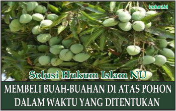 Hukum Membeli Buah-buahan di atas Pohon dalam Waktu yang Ditentukan