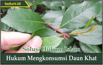 Hukum Mengkonsumsi Daun Khat