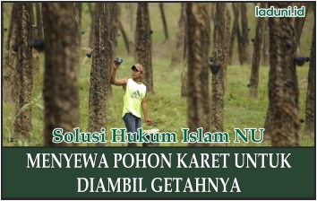 Menyewa Pohon Karet dengan Waktu Terbatas