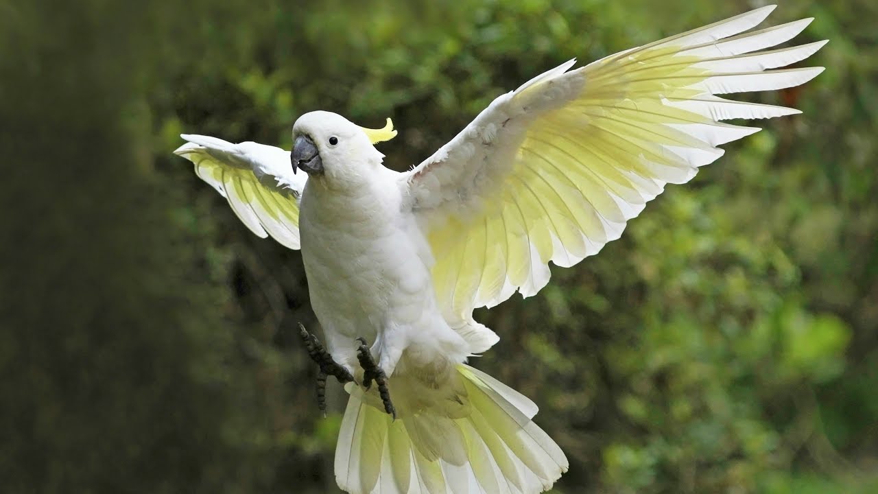 Burung Kakaktua yang Nasibnya Su'ul Khotimah