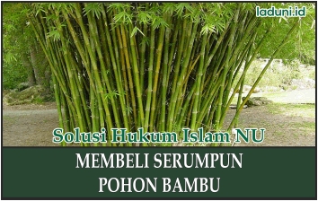 Membeli Serumpun Pohon Bambu dan Tunas yang Tumbuh di Sekitarnya