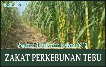 Hukum Zakat Perkebunan Tebu