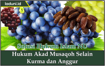 Hukum Akad Musaqoh Selain Kurma dan Anggur