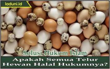 Apakah Semua Telur Hewan Halal Hukumnya?