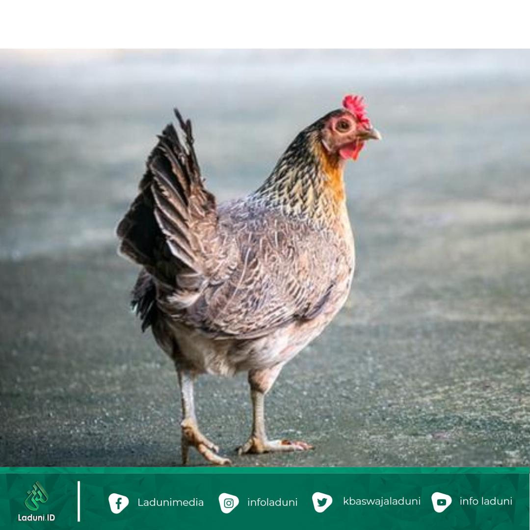 Syekh Abdul Qodir Jaelani Menghidupkan Kembali Tulang Belulang Ayam