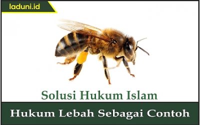 Hukum Lebah Sebagai Contoh