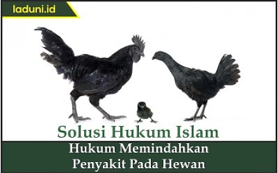 Hukum Memindahkan Penyakit pada Hewan