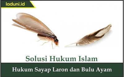 Hukum Sayap Laron dan Bulu Ayam