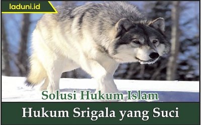 Hukum Srigala yang Suci