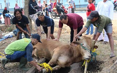 Tata Cara Penyembelihan Hewan Qurban
