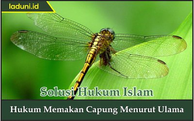 Hukum Memakan Capung Menurut Ulama