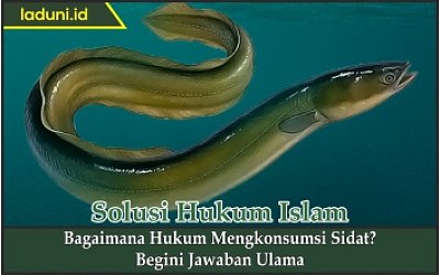 Bagaimana Hukum Mengkonsumsi Sidat?