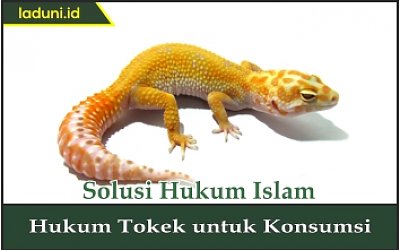 Hukum Tokek untuk Konsumsi