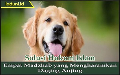 Empat Madzhab yang Mengharamkan Daging Anjing