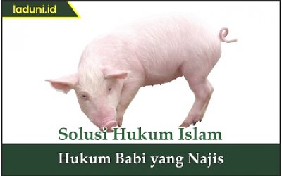 Hukum Babi yang Najis
