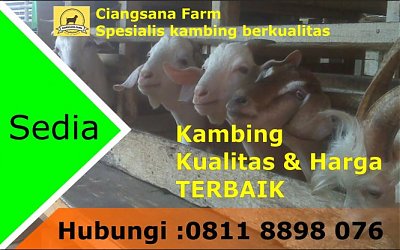 Ciangsana Farm Sediakan Kambing Qurban Wilayah Jabodetabek