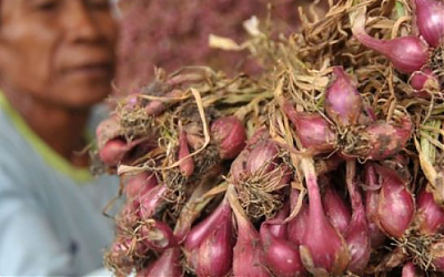 Budidaya Bawang Merah Organik Bantul sangat Menggembirakan