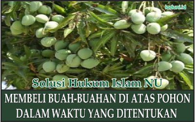 Hukum Membeli Buah-buahan di atas Pohon dalam Waktu yang Ditentukan