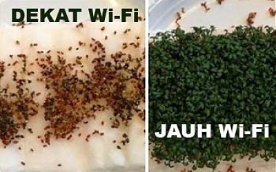 Ujicoba Wifi: Berbahaya bagi Kesehatan Manusia